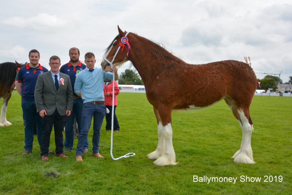 people next to a horse at the ballymoney show 2019