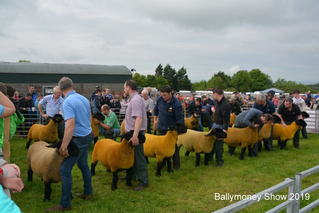 people with lambs at the ballymoney show 2019
